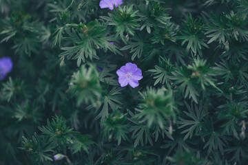 Purple flowers in green leaves. Purple flower on a meadow. spring and beauty.