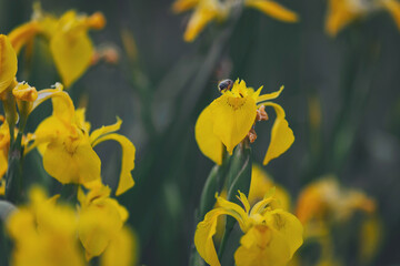 Obraz premium A closeup shot of two yellow slipper orchids . Yellow irises against blur nature background. This is a wild iris - Iris pseudacorus or yellow flag, yellow iris, water flag.