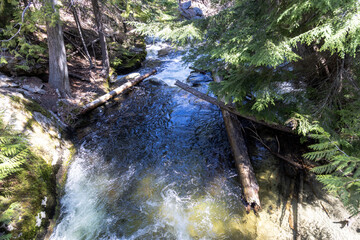 stream in the forest