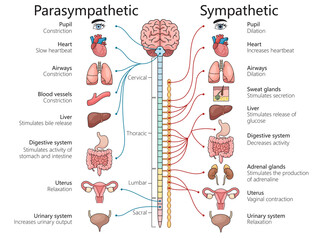 parasympathetic and sympathetic nervous systems, various organs and bodily functions structure diagram hand drawn schematic raster illustration. Medical science educational illustration