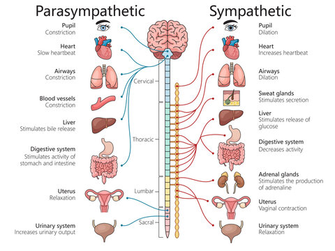 parasympathetic and sympathetic nervous systems, various organs and bodily functions structure diagram hand drawn schematic raster illustration. Medical science educational illustration