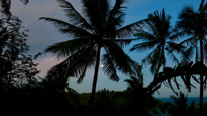 View of the moon behind the silhouette of a palm tree. Night view of the full moon through the...