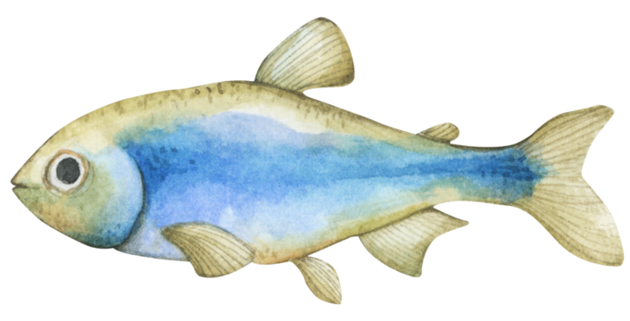 Colorful tropical fish. Aquarium animals .Watercolor illustration tropical fish. Underwater sealife concept.