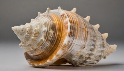 Obraz premium sea shell isolated on white