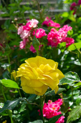 red and yellow roses