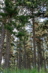 trees in the forest