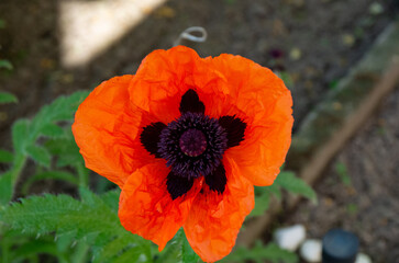 red poppy flower