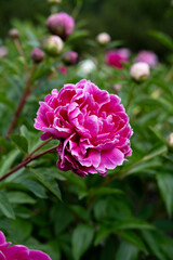 pink rose bush