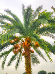 palm tree isolated on white