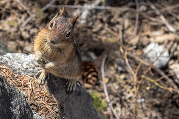 squirrel in the forest