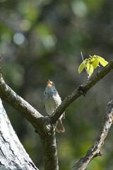 japanese bush warbler in a forest