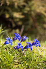 Gentiane de koch fleur bleue montagne Pyr&eacute;n&eacute;es