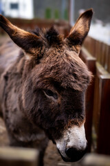 Fototapeta premium portrait of a donkey