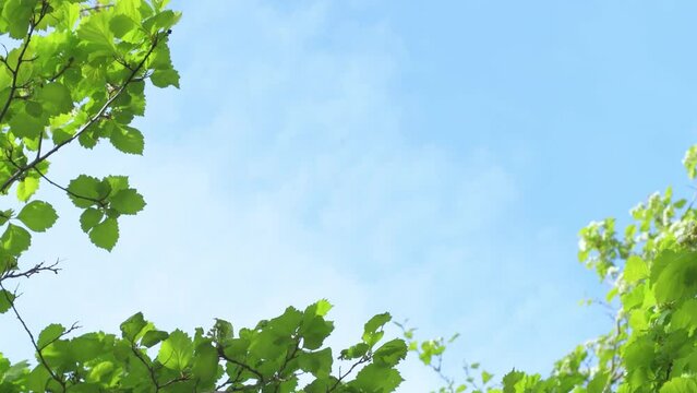 Blue sky partially framed by foliage. Background with empty space for titles.