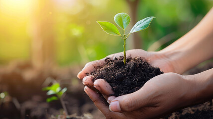 Hands holding young plant in sunshine. Blurred green background at sunset. Environment conservation, reforestation, climate change. Planting and protecting trees to reduce global warming.
