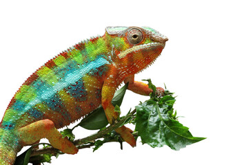 Beautiful of panther chameleon on branch, The panther chameleon on tree, Panther chameleon closeup with natural background