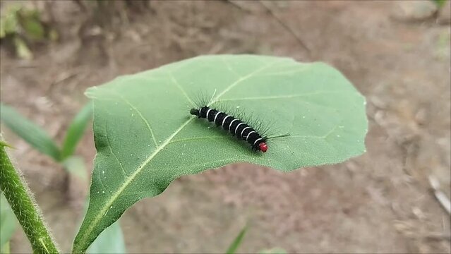Video of black caterpillars on leaves. 