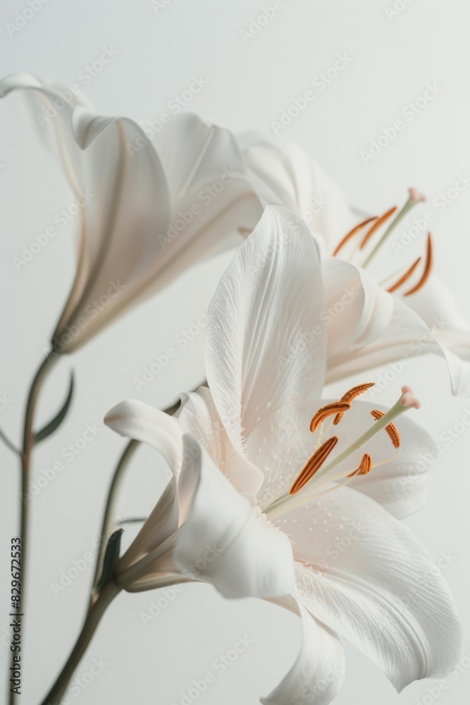 Poster close up of a white flower on a stem, suitable for botanical projects