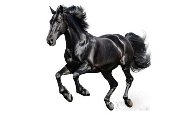 Fototapeta premium A powerful black horse in motion. Suitable for equestrian and animal-themed designs