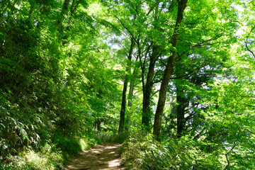 Obraz premium 新緑がまぶしい登山道