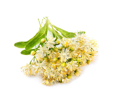 Linden flower on white backgrounds
