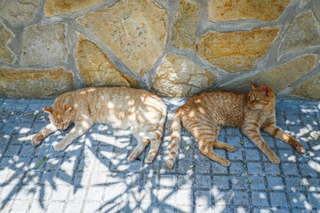 Basking in the sunlight against a rustic stone wall, two red cats resting comfortably