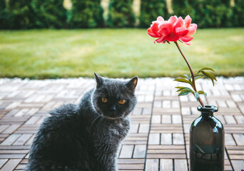 A grey British cat sitting beside a pink peony flower in a balck vase on a wooden floor on a patio - Powered by Adobe