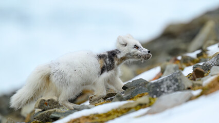 Arctic fox cub (Vulpes lagopus) in Svalbard with fur lice