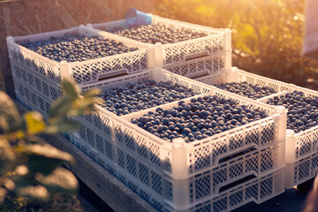 Boxes filled with freshly picked blueberries on a farm in golden hour time.