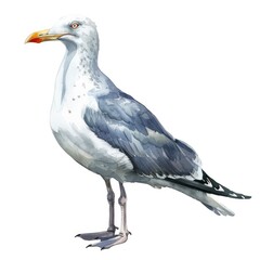 Obraz premium Ultra realistic watercolor style illustration of beautiful seagull, high detailed, isolated on white