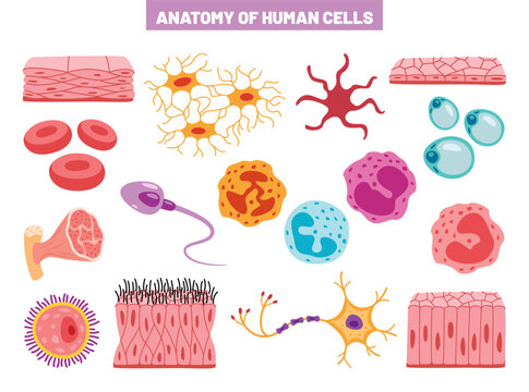 Anatomy Of Human Body Cells