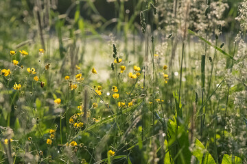 Summer green background copy space selective focus, lush foliage natural light, bokeh natural backgrounds