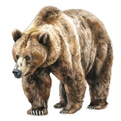 Fototapeta premium Ultra realistic watercolor style illustration of beautiful bear, high detailed, isolated on white