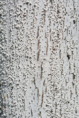 Detail of silver lime tree bark painted with lime