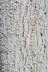 Obraz premium Detail of silver lime tree bark painted with lime