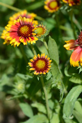 Great blanket flower bud