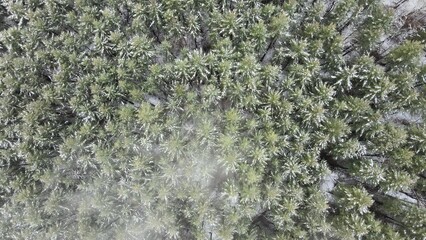 Aerial: top down view over snowy pine tree forest, cold winter landscape