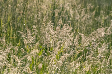 Selective focus background image of fresh foliage outdoor park background