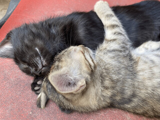 Obraz premium cat sleeping on the floor