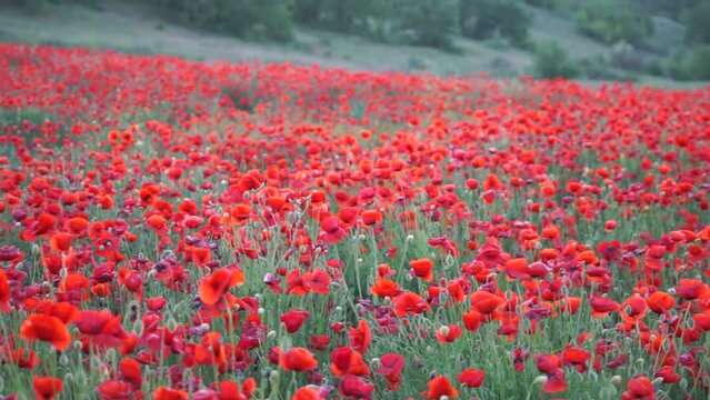A field of red poppies with a blue sky in the background