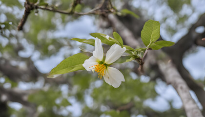 tree blossom