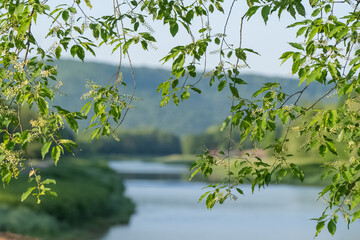 Early summer spring season, outdoor park trees foliage, vivid green beautiful nature, authentic selective focus background image © Stock fresh 