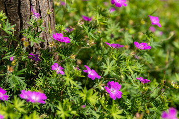 Fototapeta premium bunch of purple flowers are growing on the ground