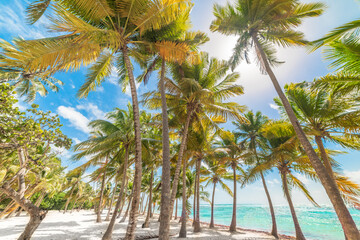 Palm trees and white sand in a tropical beach