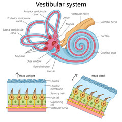 human vestibular system, highlighting its structure and components for educational purposes structure diagram hand drawn schematic raster illustration. Medical science educational illustration © Oleksandr Pokusai
