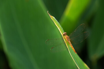 Orange dragonfly perched on a leaf in the soft morning sunlight in the background of blurred leaves.