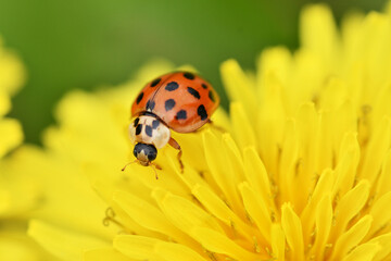 Fototapeta premium 蒲公英のナミテントウ
