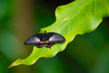 Common mormon is resting on the leaves. Papilio polytes