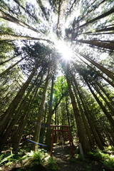 下から見上げた杉林 天川村大聖大権現社
