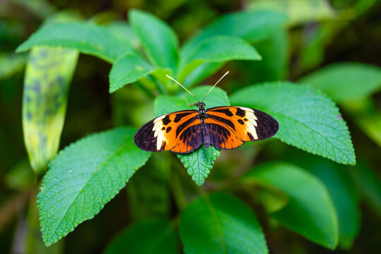 Striped Tiger Butterfly is resting on the leaves. Heliconius ismenius